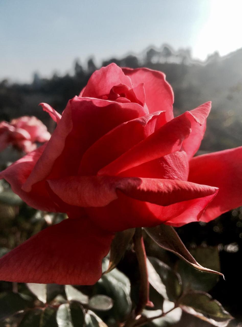 Zion Elite Residency Hotel Kodaikanal Kültér fotó